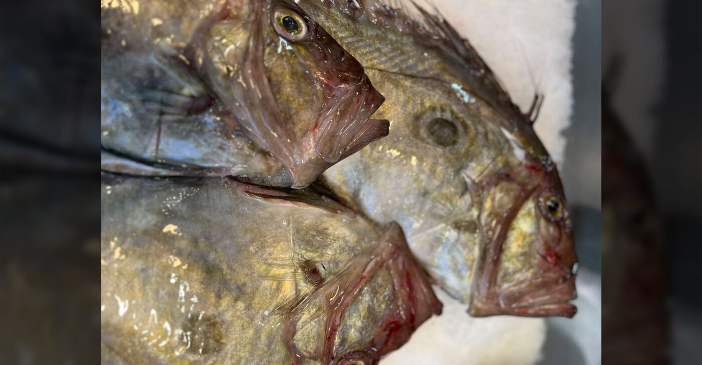 Snappers Stoupas fish market