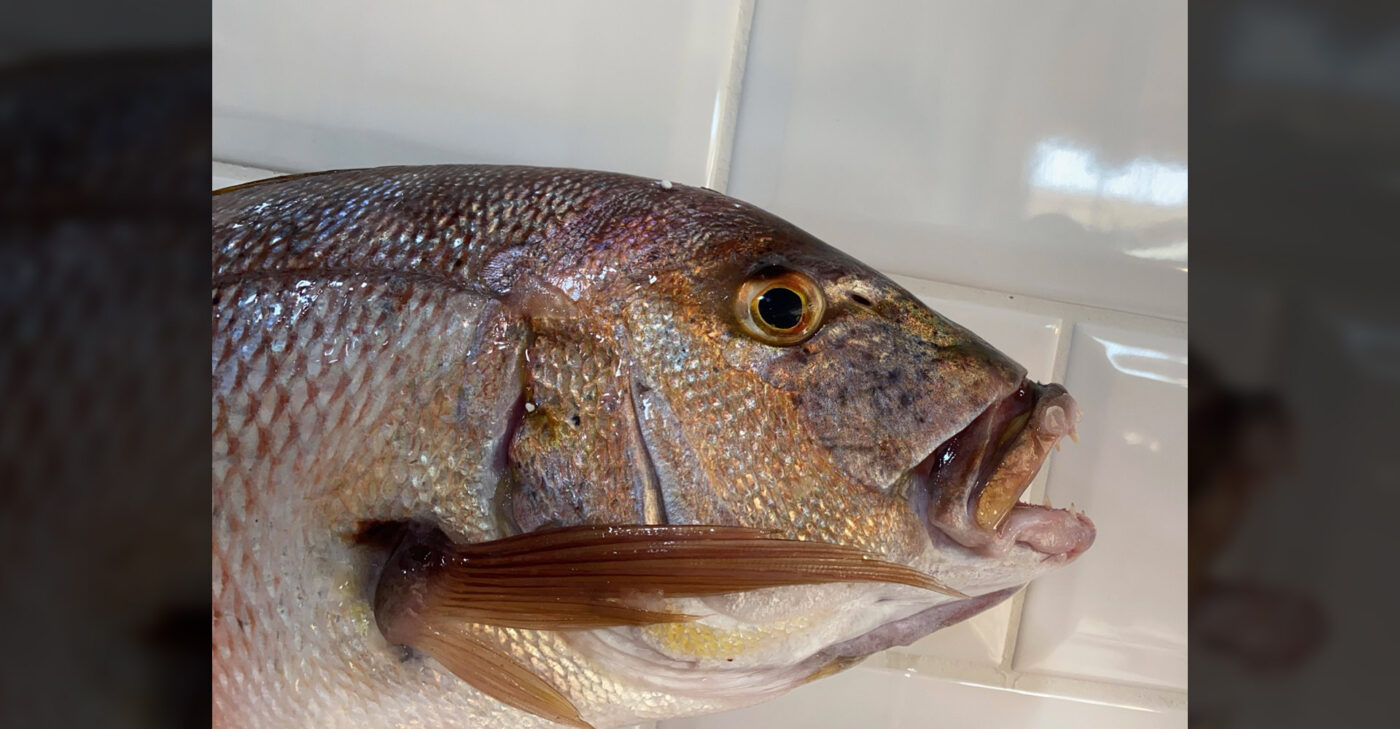 cod fish stoupas fish market
