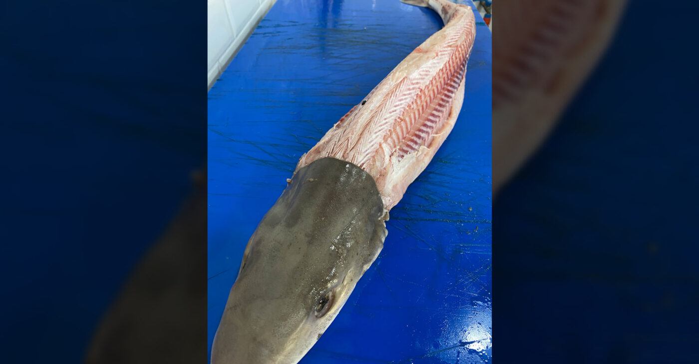 tuna fish market stoupas