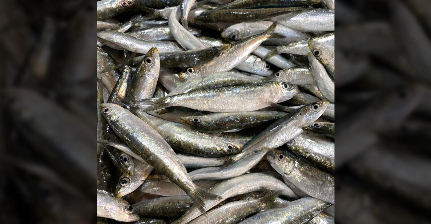 sardines fish market stoupas