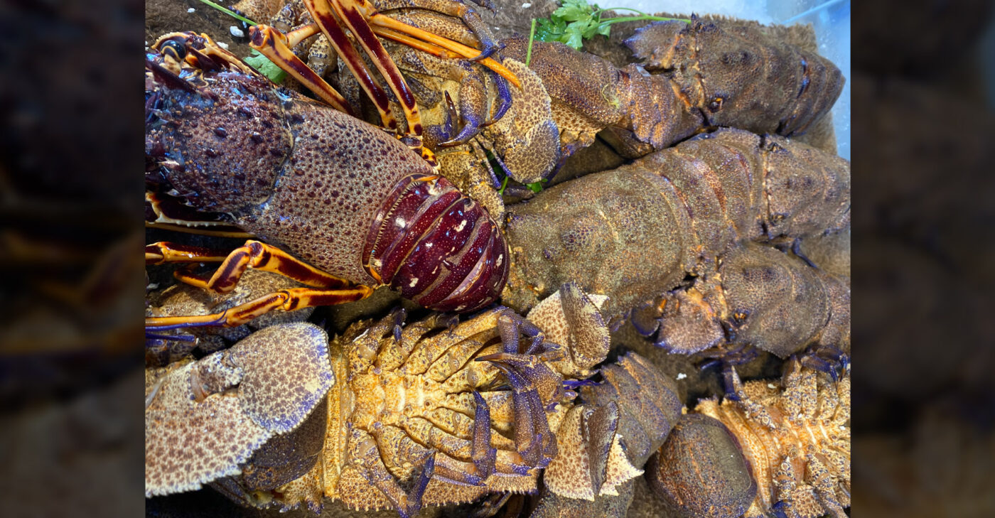 lobster fish market stoupas