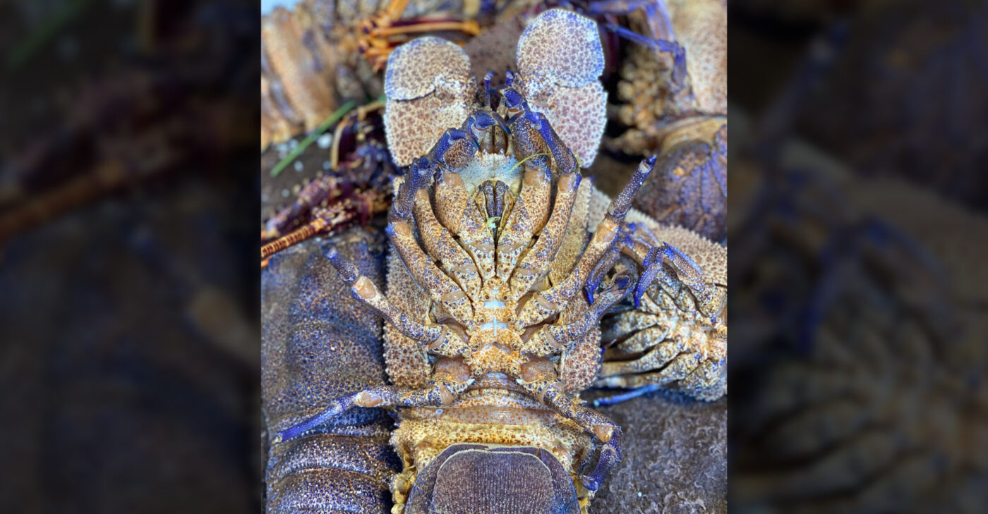 lobster fish market stoupas
