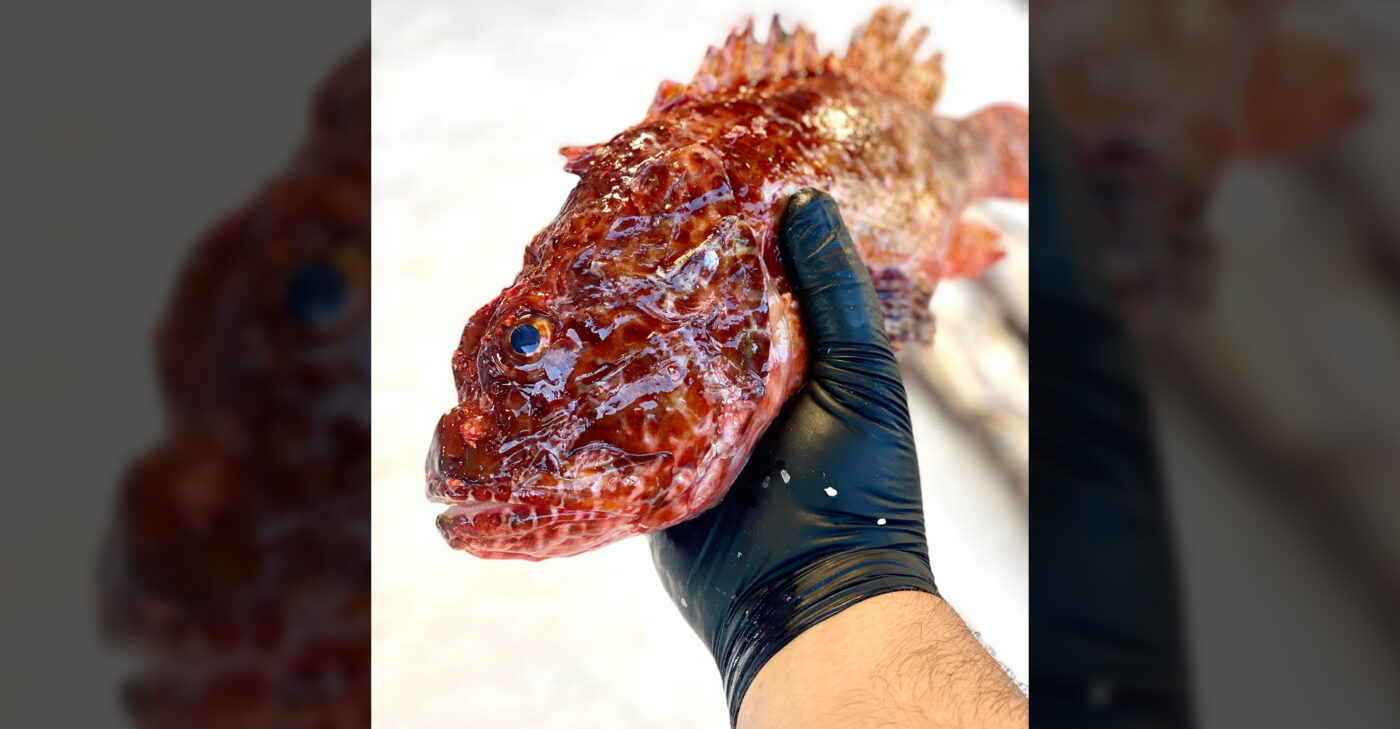 scorpion fish fish market stoupas