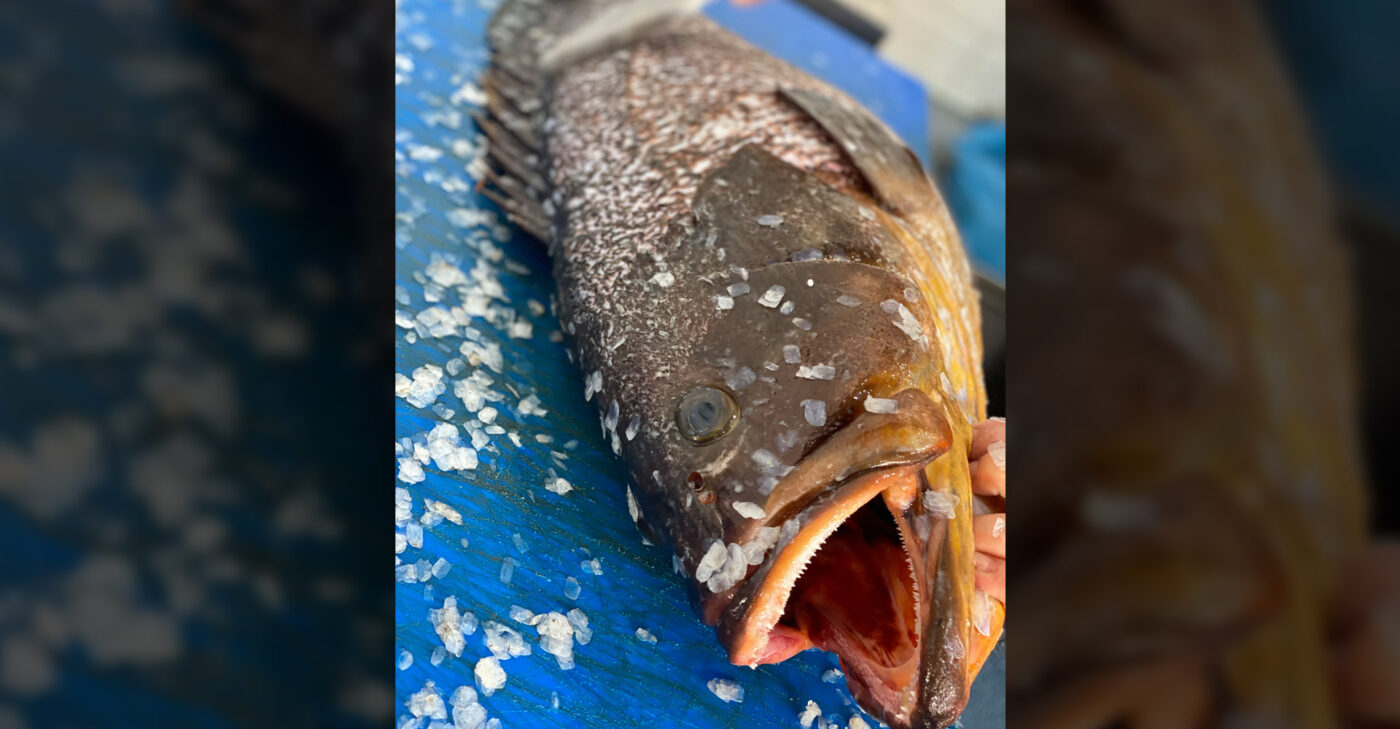 Groupers corfu fish market stoupas