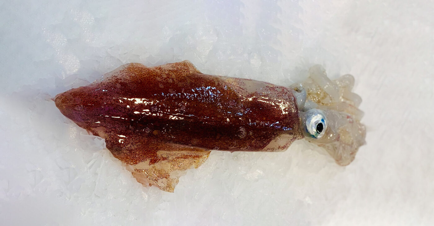 Squid corfu fish market stoupas