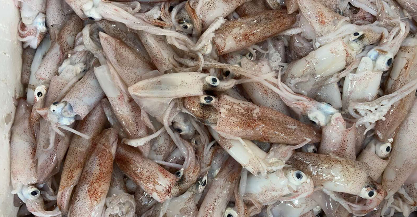 Squid Stoupas fish market