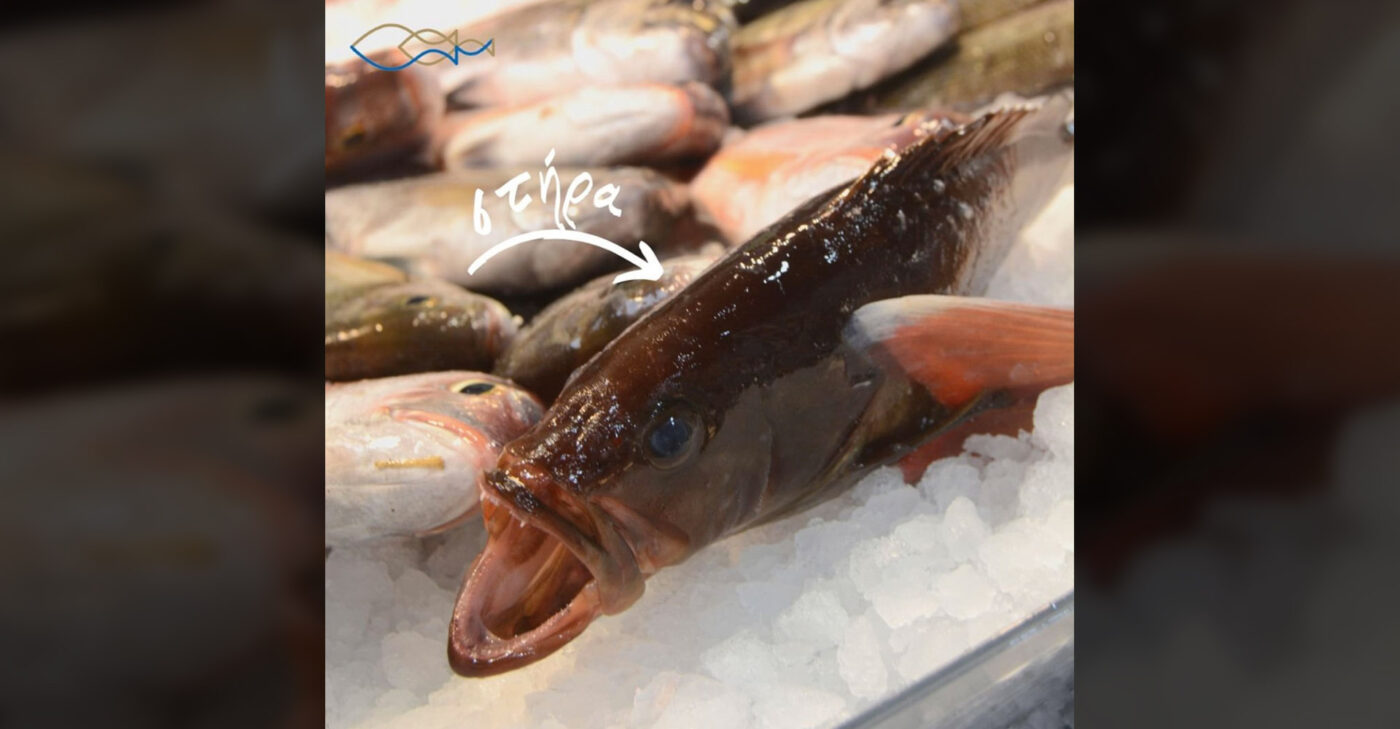 Fresh Codfish Stoupas Fresh Fish Market